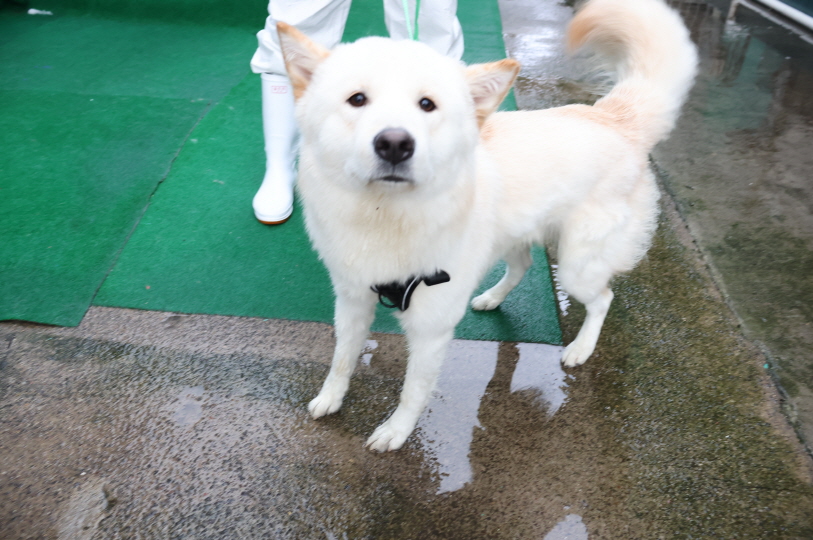 종료(반환) 믹스견…